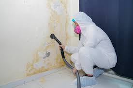 Trusted Weston, FL Mold Removal Services Experts